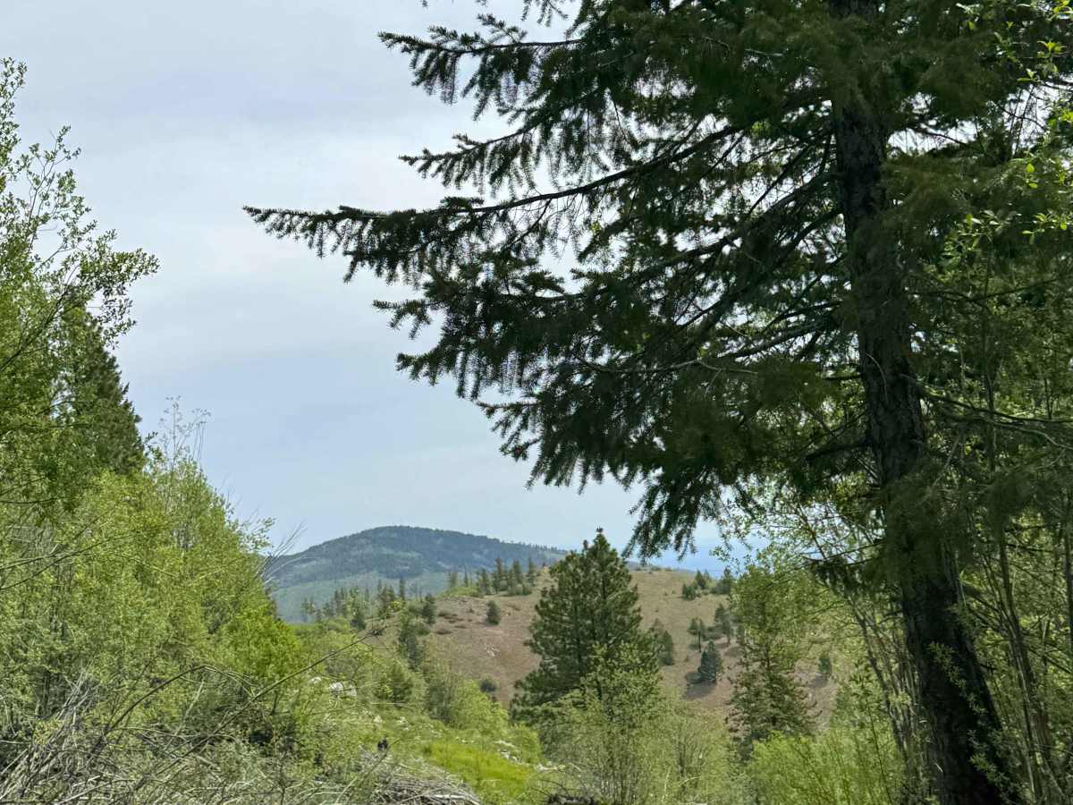 Washington Creek Road - FS 8021 photo 3