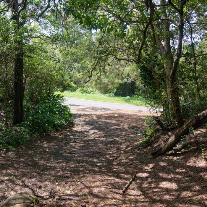 Near HonopA<< Ridge Trail Near HonopA<< Ridge Trail