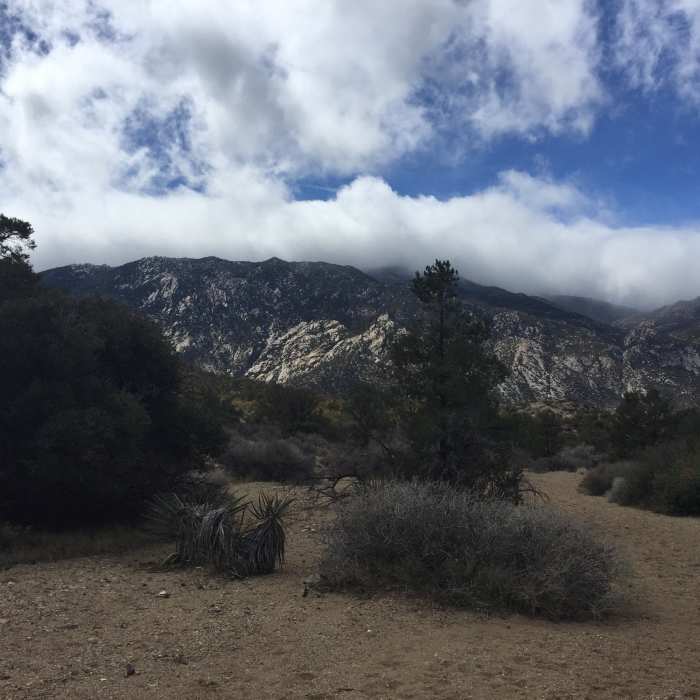 Near Cactus Spring Trail