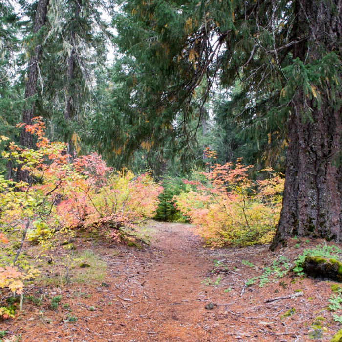 Near Santiam Wagon Road Trail: McKenzie River Trailhead