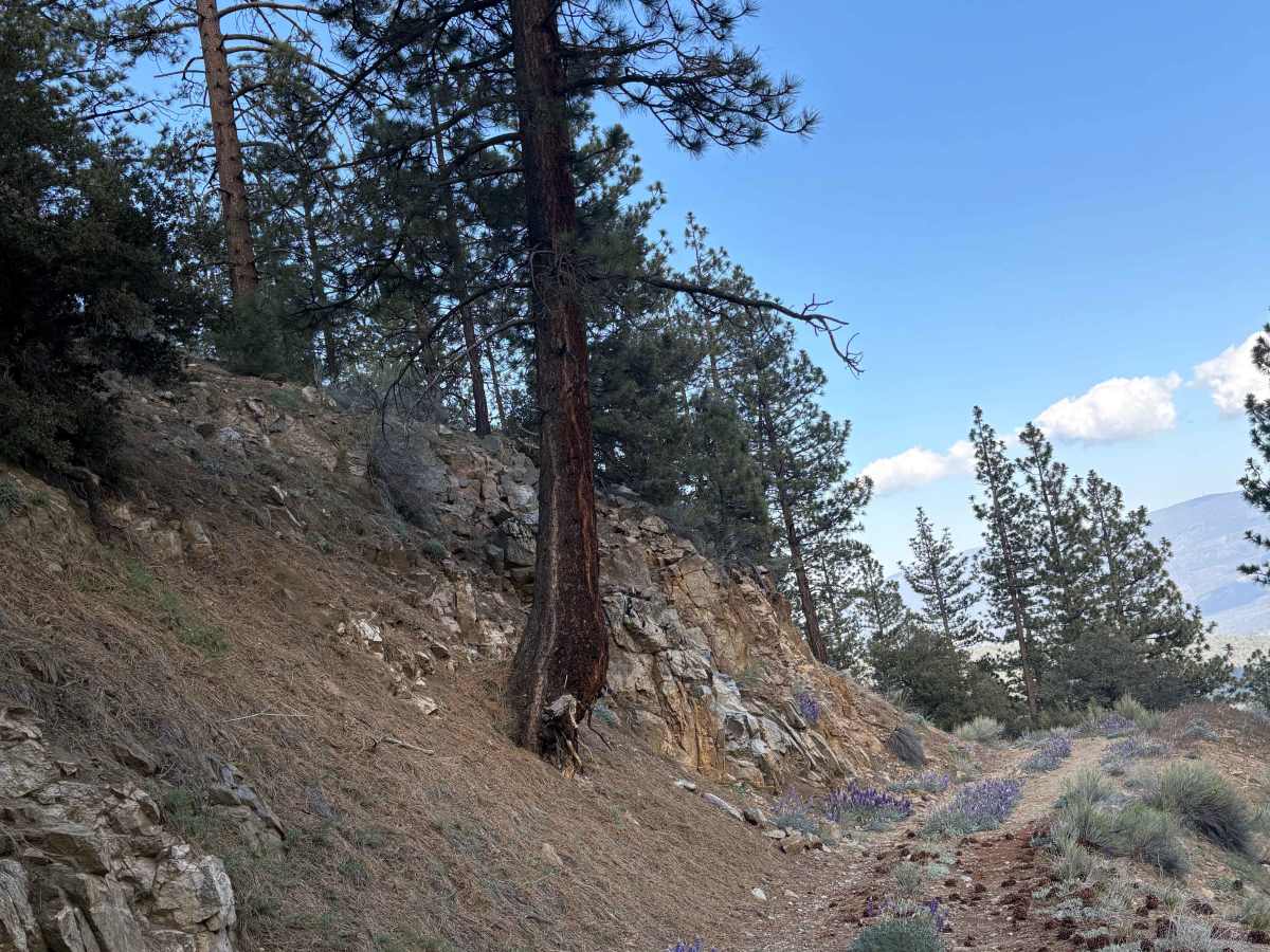 Mill Canyon - FS 9N04 photo 4