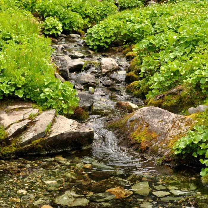 Near Anderson and Watson Lakes