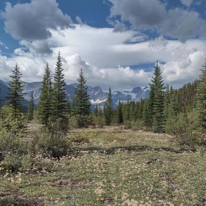 Near Alexandra River Trail