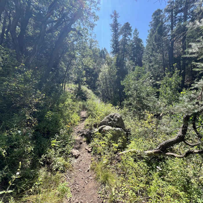 Near Bill Williams Mountain Trail