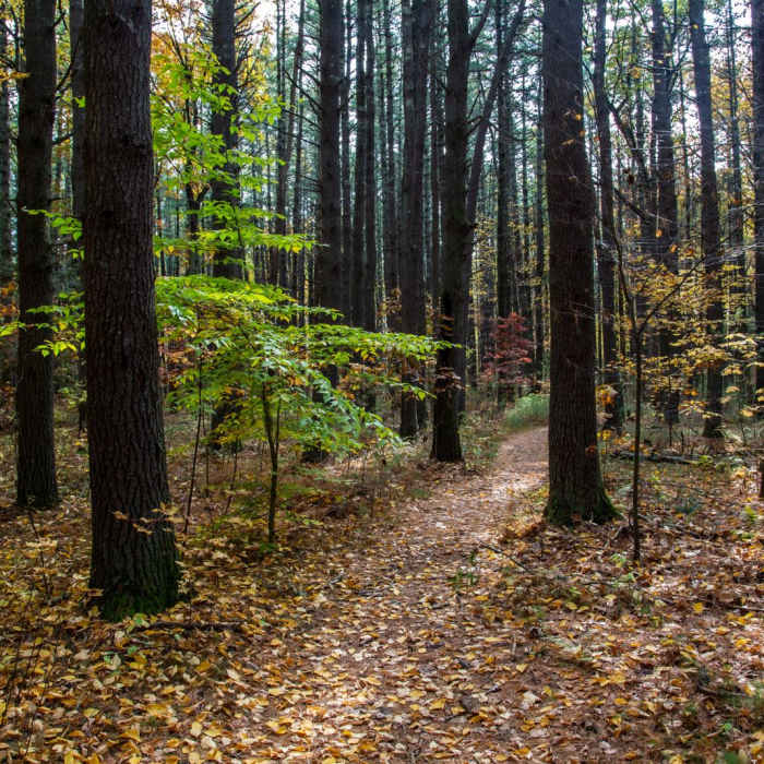 Near Stow Town Forest Loop