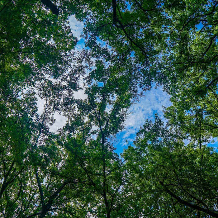 Stands of hardwoods create picturesque views of the sky. Near Trail 2