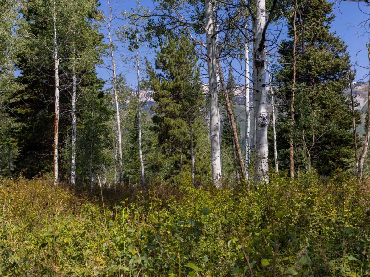 Pinchot to Cowboy Camp Trail photo 2