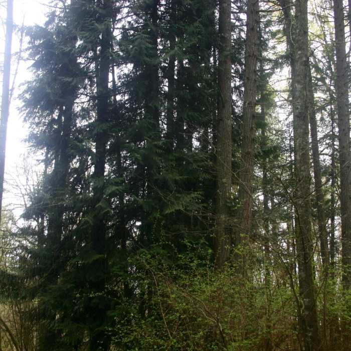 Near Owl Path