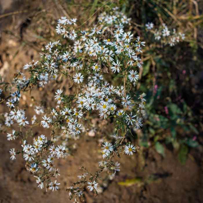Near Hominy Creek Greenway Near Hominy Creek Greenway