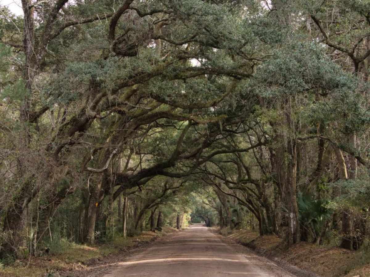 Botany Bay Plantation trail photo