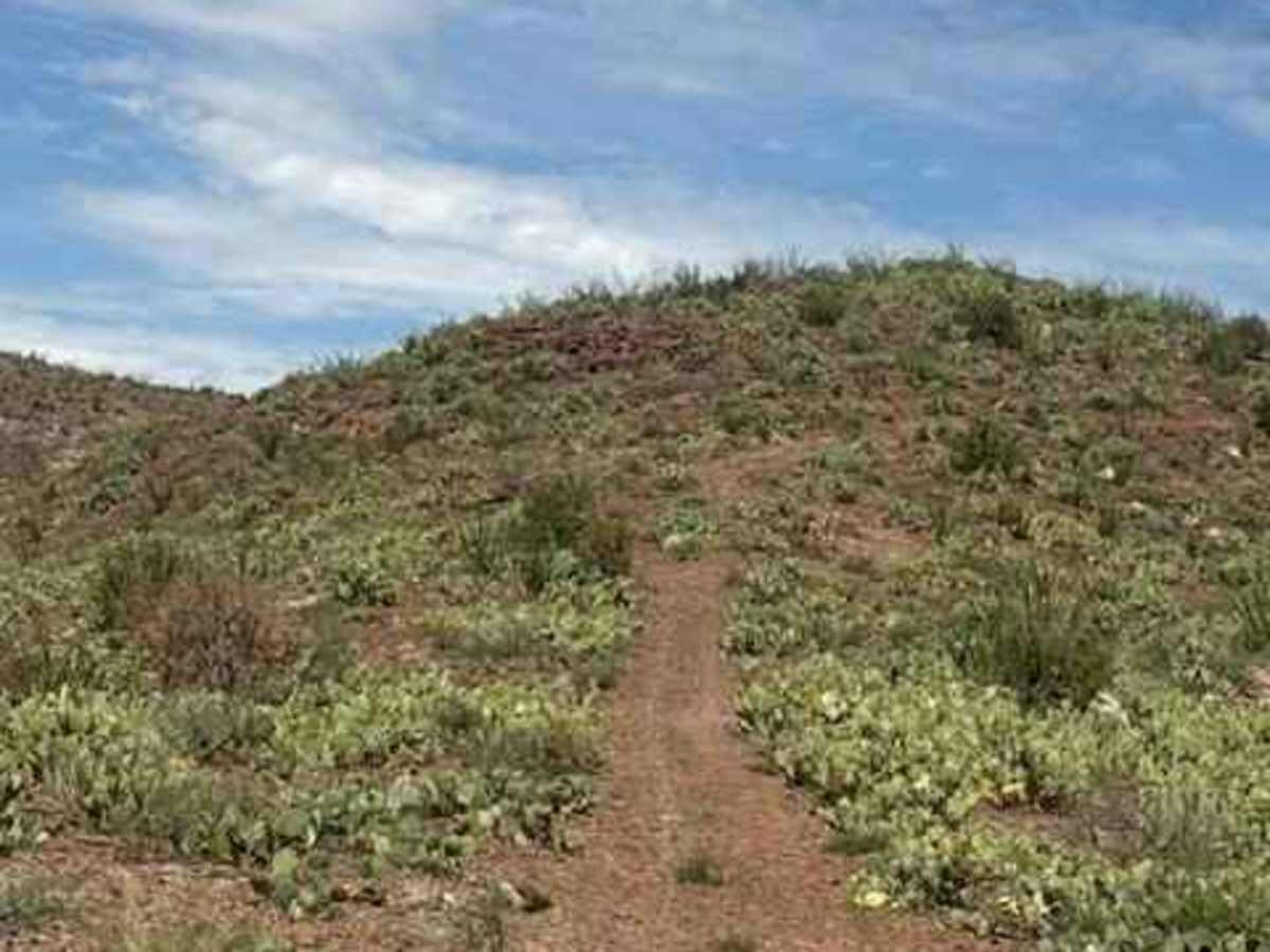 BLM SS1045 photo 6
