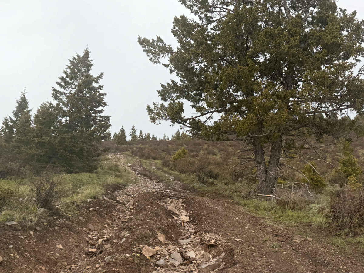 Limestone - FS 62 photo 4