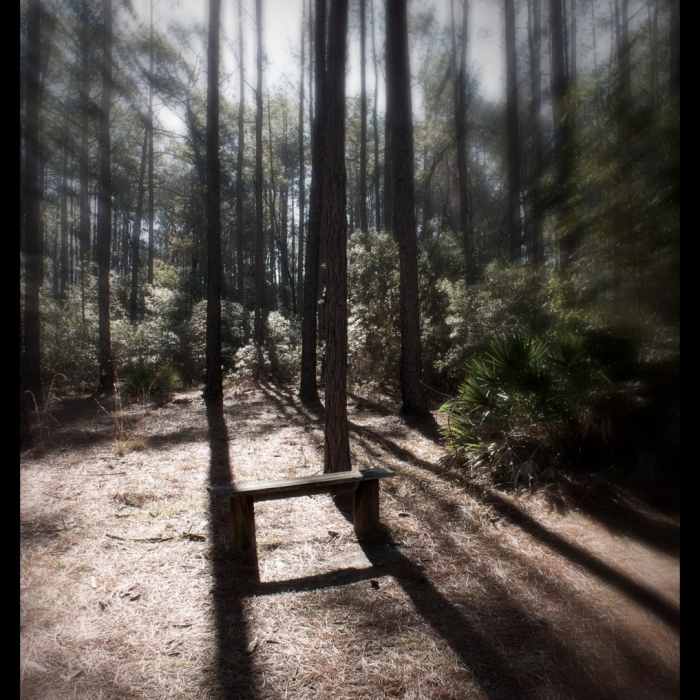 Paynes Prairie Near Paynes Prairie Preserve Loop