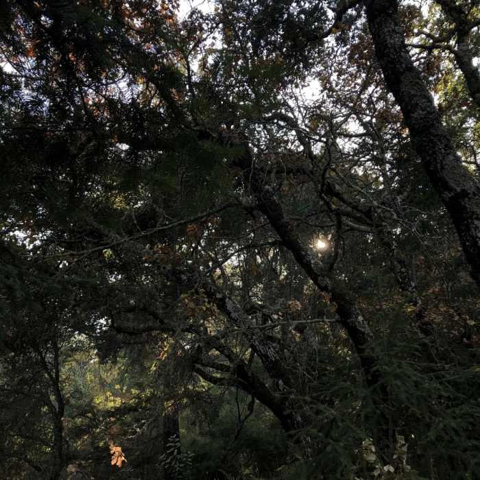 Near Schilling Lake Trail