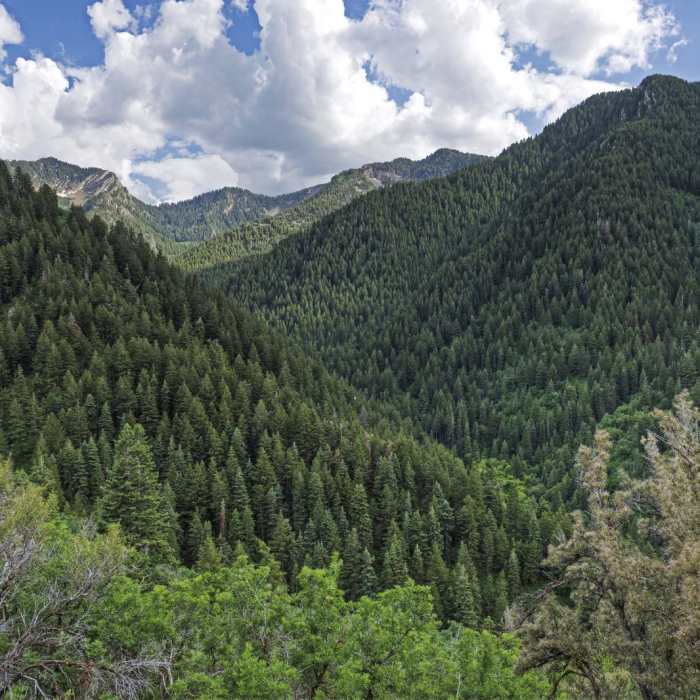 Near Terraces - Elbow Fork Trail