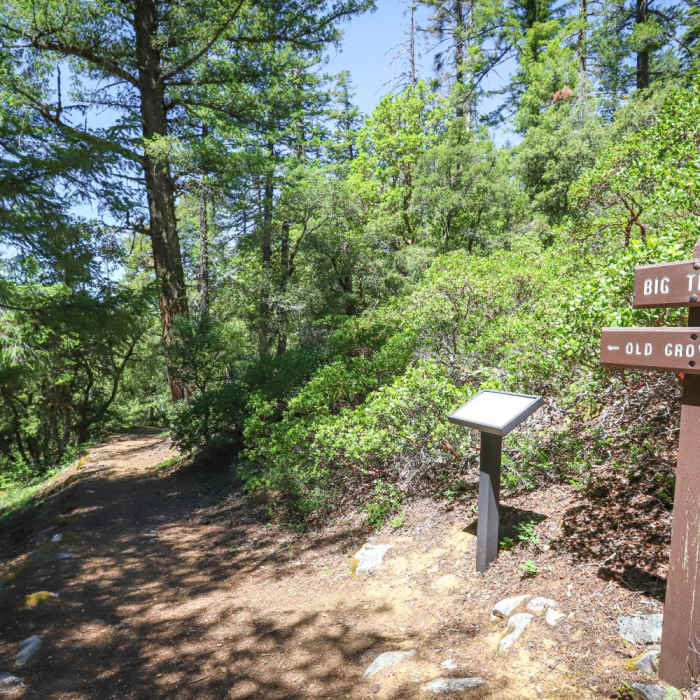 Near Old Growth Trail Near Old Growth Trail
