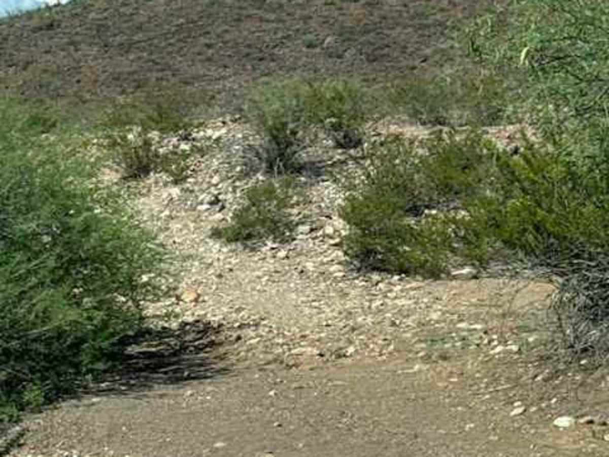 BLM PE1126 photo 3