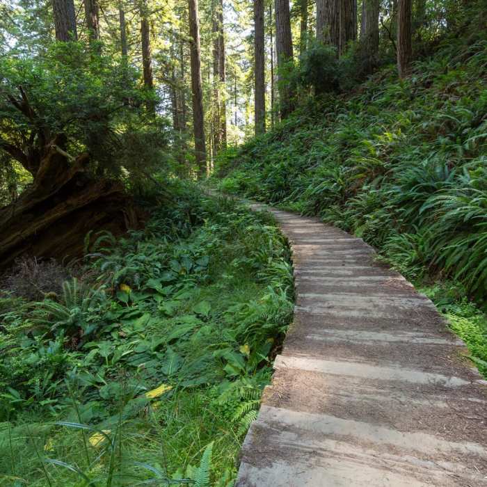Near James Irvine Trail, Prairie Creek to Fern Canyon