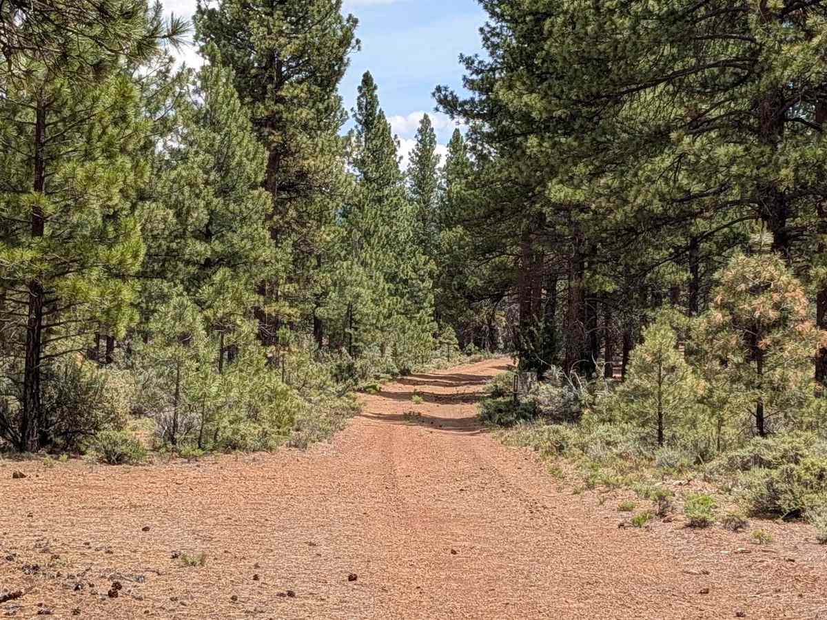Tigers Tail - FS 44N87 trail photo
