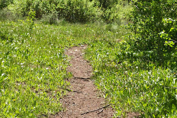 McIntyre Gulch Trail