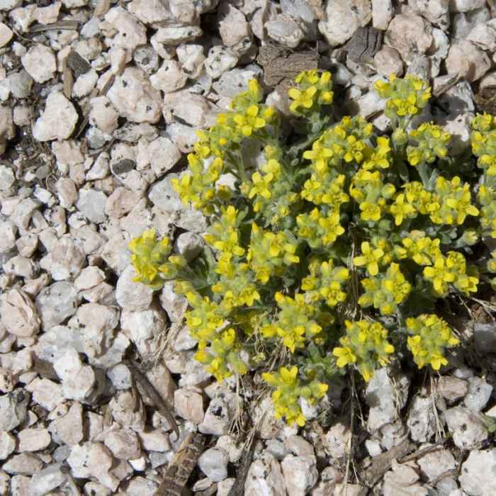 Near Alpine Way Trail, Iron Creek to Stanley Lake