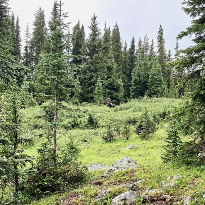 Near Colorado Trail: Collegiate West Segment 2