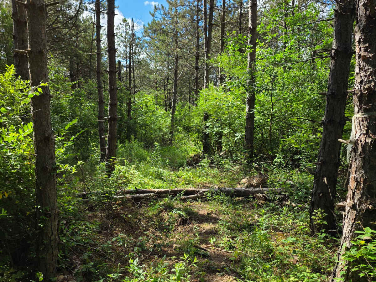 Single Track E trail photo