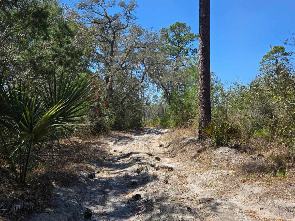 Etoniah Creek Overlook Trail photo 5