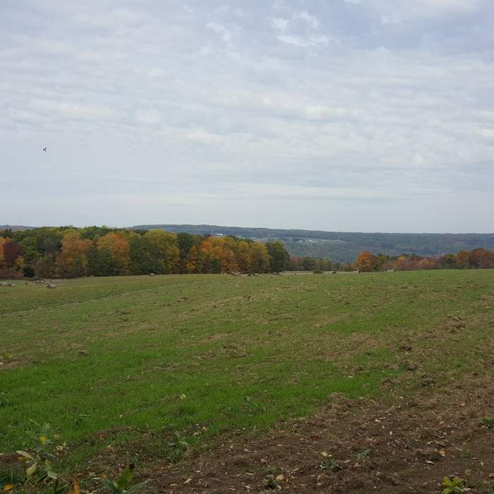 Near Finger Lakes Trail- Buttermilk Falls State Park to Segment 17