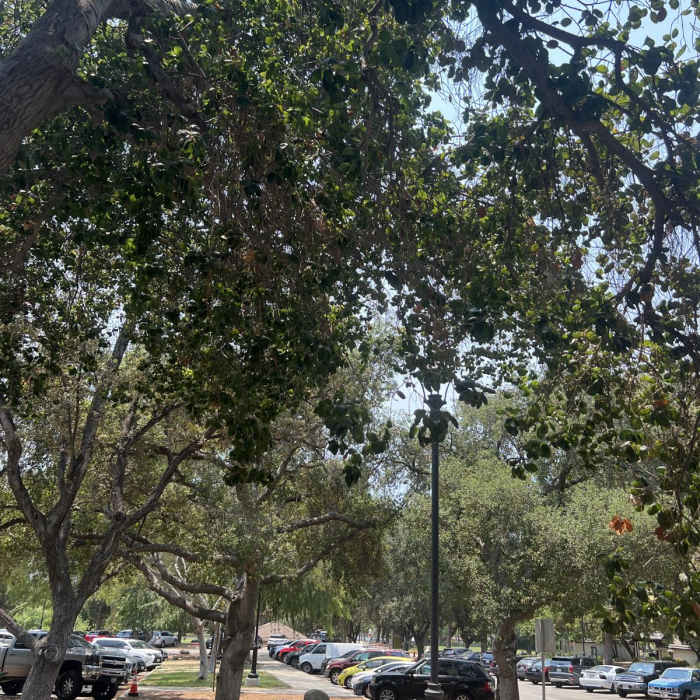 Near Brand Park Verdugo Loop