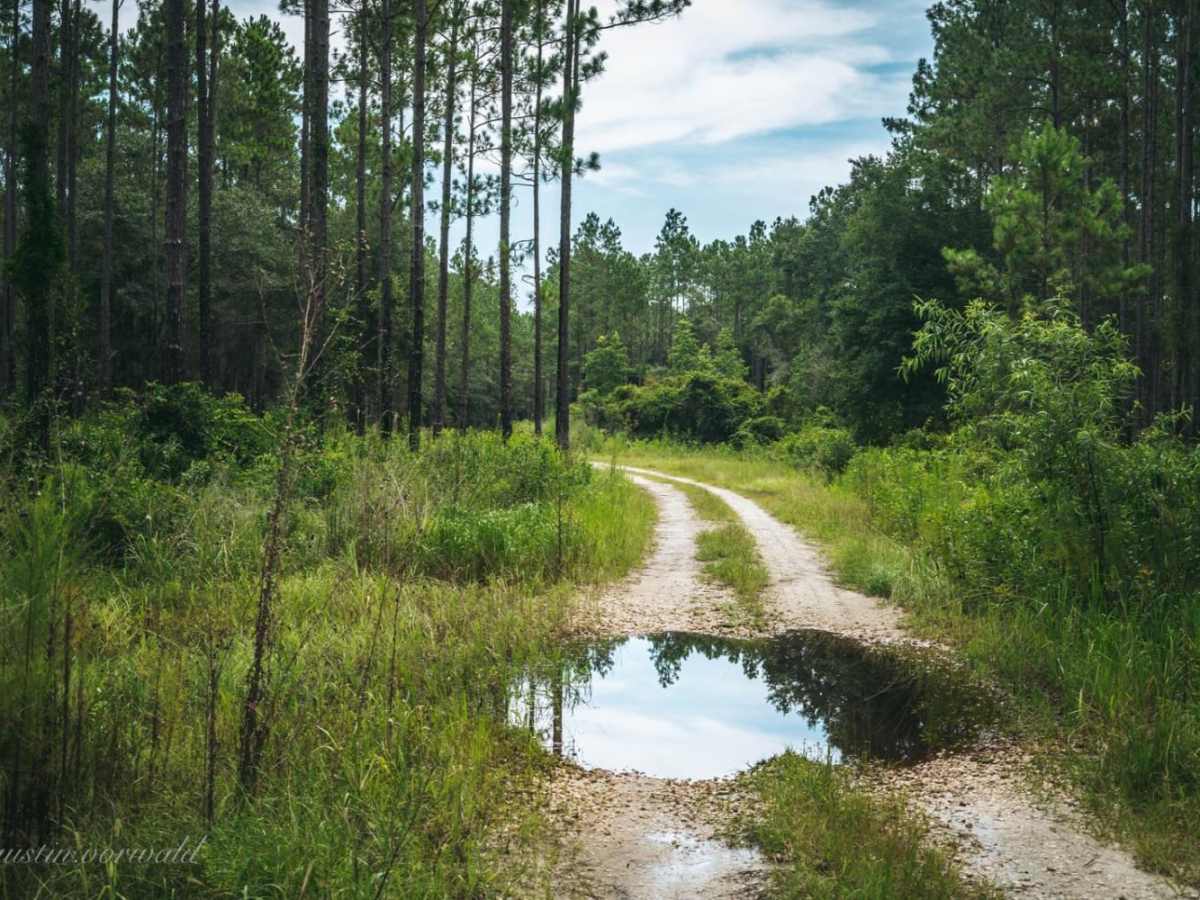 Lochloosa Wildlife Conservation Area Trail trail photo