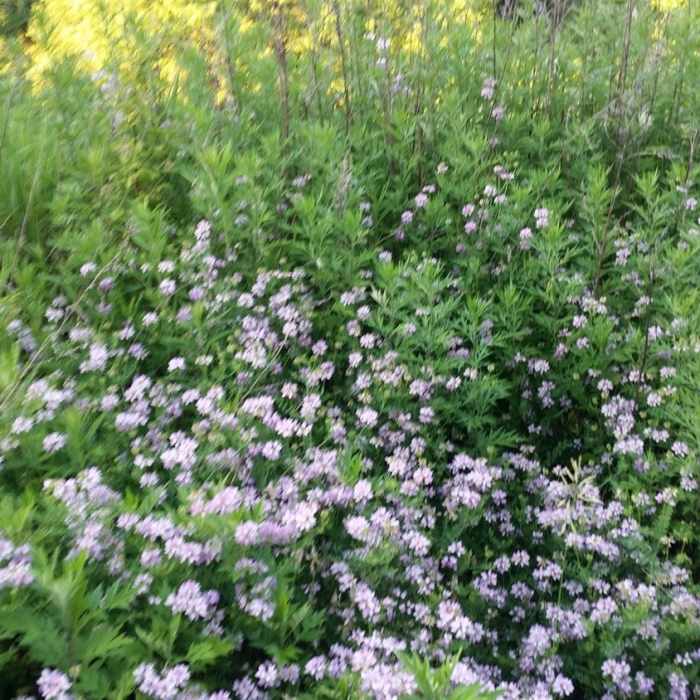 Many wildflowers - as many as Crested Butte, CO. Near Marsh Creek Dam Hike