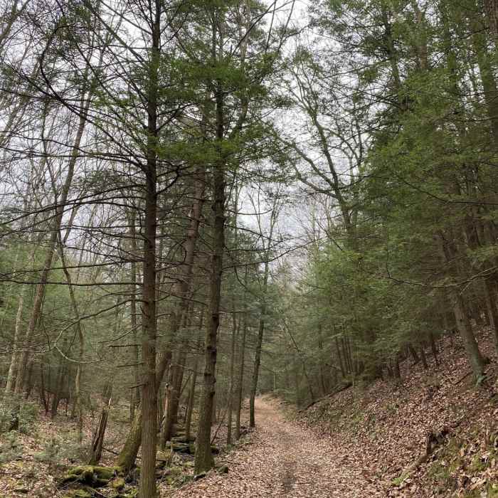 Near Heisley Valley Road To and Fro