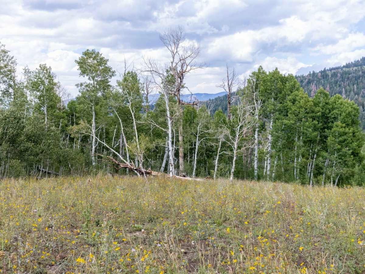 Olsen - Clear Creek Trail trail photo