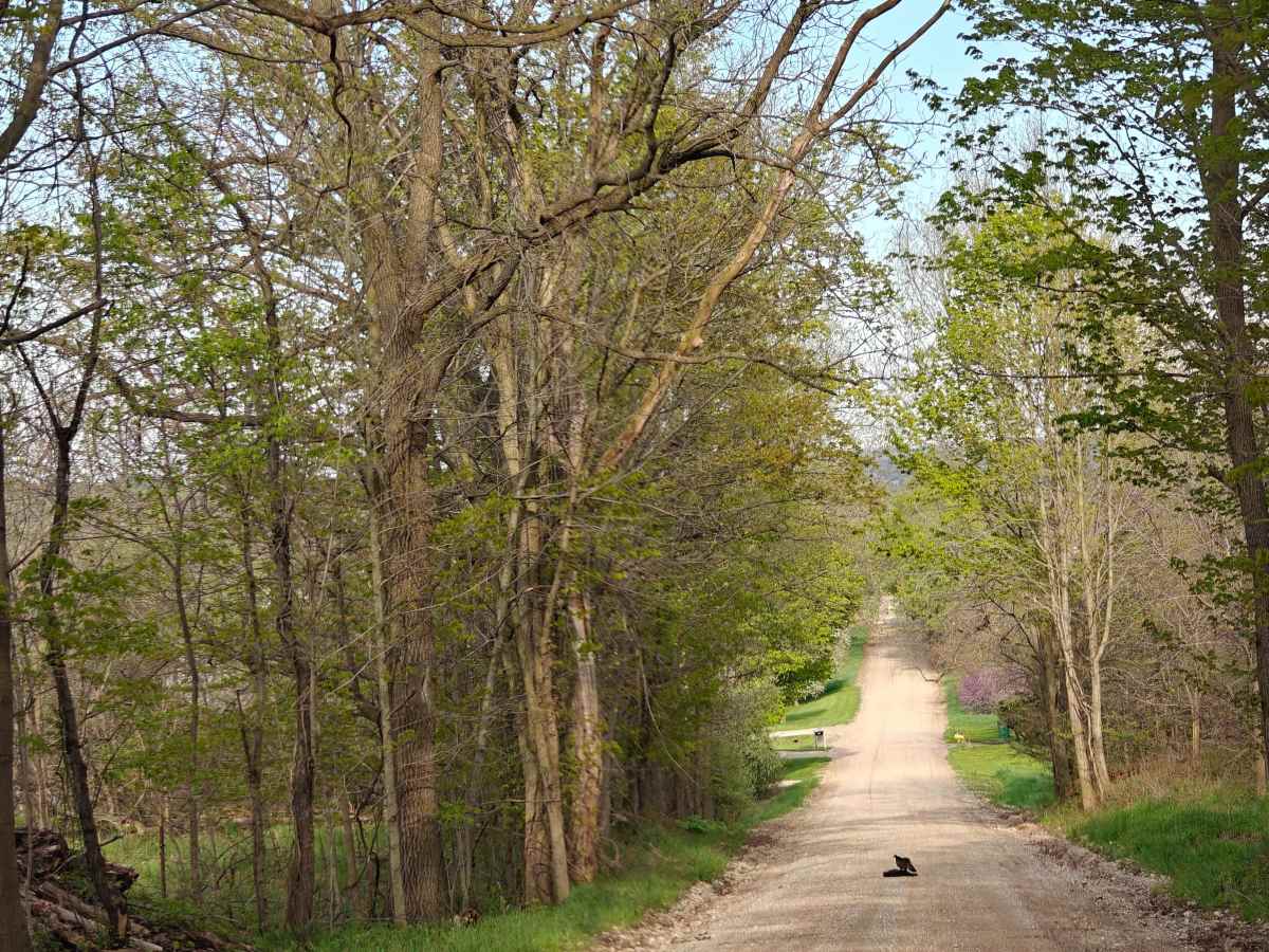 Scenic Hopkins Gravel photo 2