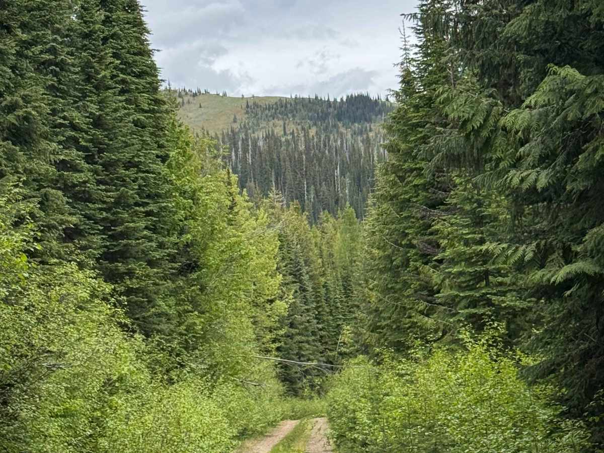 Bear Pasture - FS 2212-200 photo 6