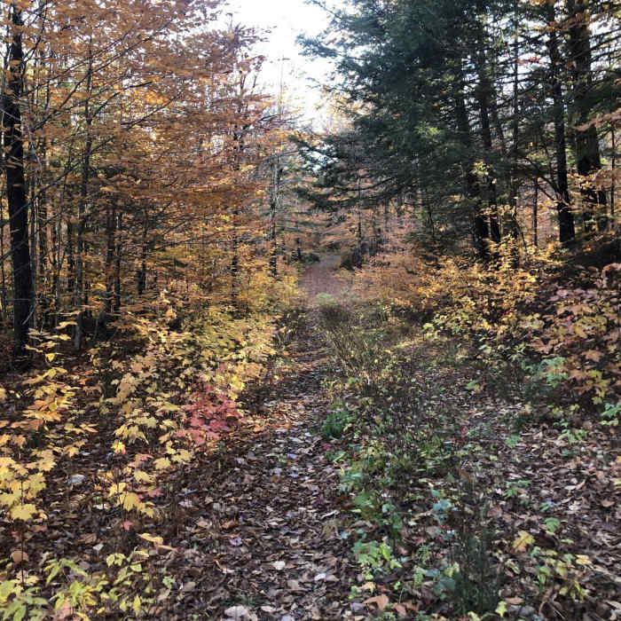 Near Oliverian Brook East Loop Trail