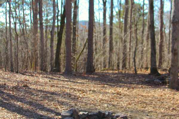 Peas Hollow - FS 421