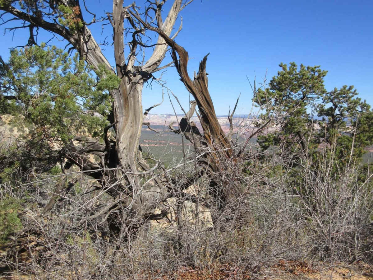 Black Mesa-Red Knoll Loop photo 2