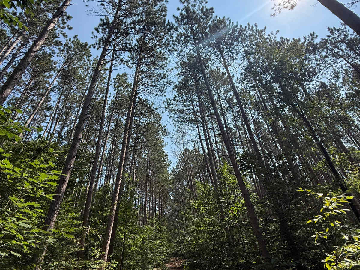 FS 7568 trail photo