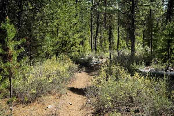 Trail 26 
