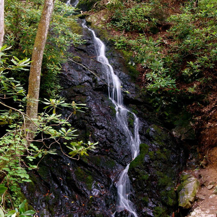 Near Fighting Creek Nature Trail