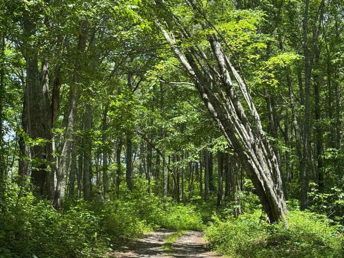 Old Bald Ridge - FS 4652 photo 6