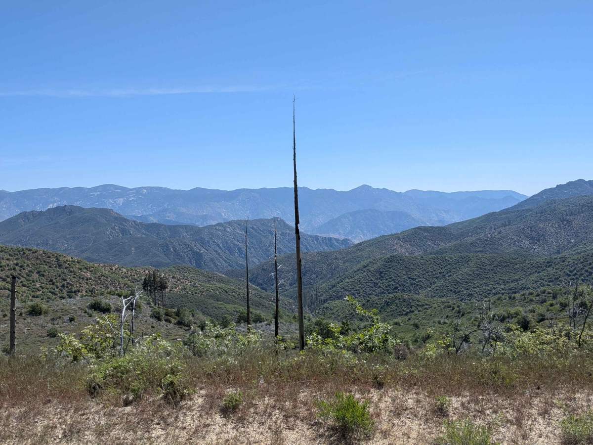 Portuguese Meadow - FS 24S15 photo 3