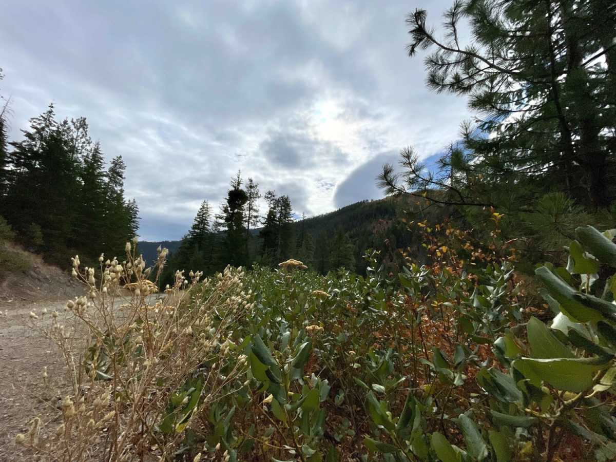 North Fork Gold Creek photo 6