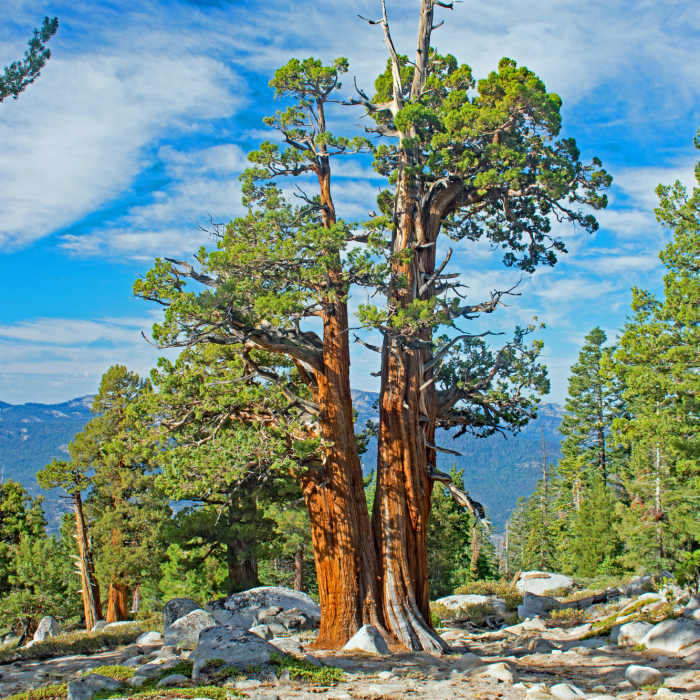 There are many Western Junipers scattered along the top of the ridge leading up to Arch Rock Near Margaret Lakes Trail #26E03