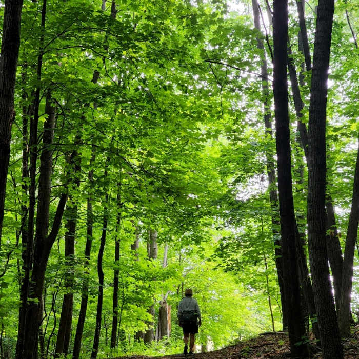 Going north on the unpaved trail Near Lake Rebecca SW Loop