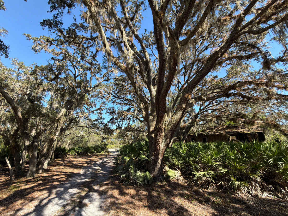 Long Loop Road 4 - Three Lakes WMA trail photo