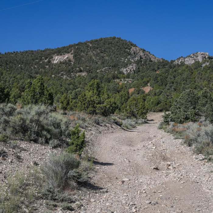 Near White Pine Hill