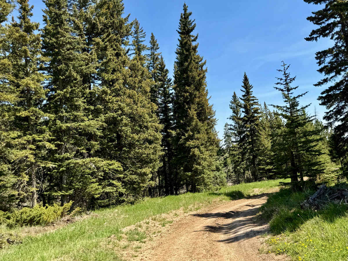 Trebor Draw - FS 631.2 trail photo